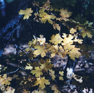 Autumn leaves at Fourth of July Campground, New Mexico