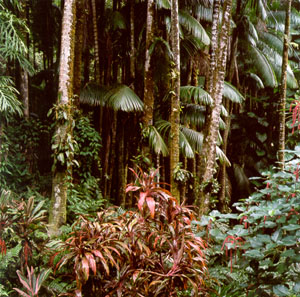 Hawaii Botanic Gardens