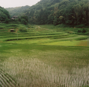 The valley to the east of Honbu's grounds