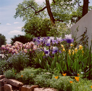 Gorgeous Irises in Albuquerque