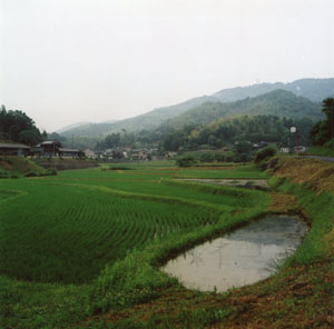 Looking north toward family rice farms