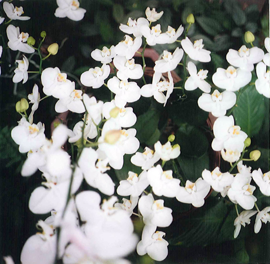 A spray of white orchids