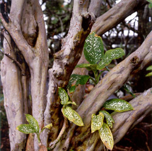 A guava tree