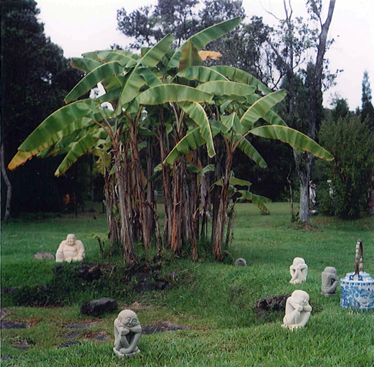 Banana trees and contemplative menehune style statues