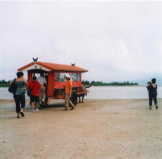 Iriomote island water buffalo cart tours
