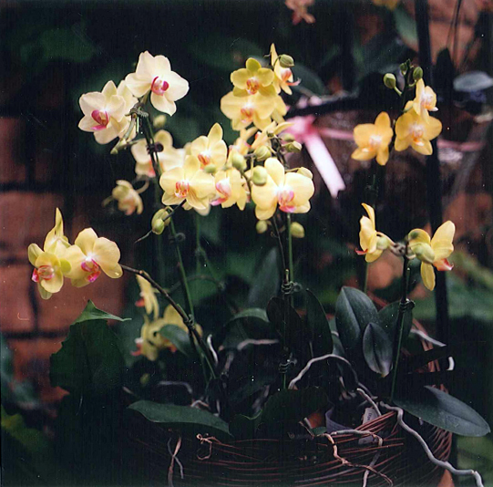 Yellow orchids