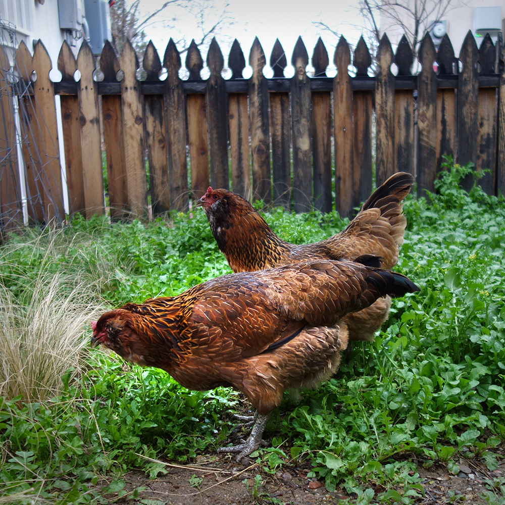 Chickens in the back yard